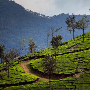 Ooty Sam Tours & Travels