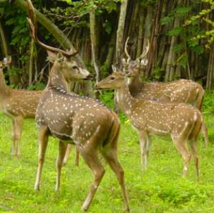 Ooty Sam Tours & Travels