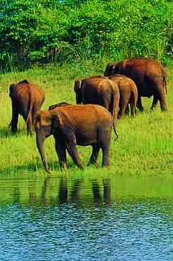 Ooty Sam Tours & Travels