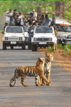 Ooty Sam Tours & Travels